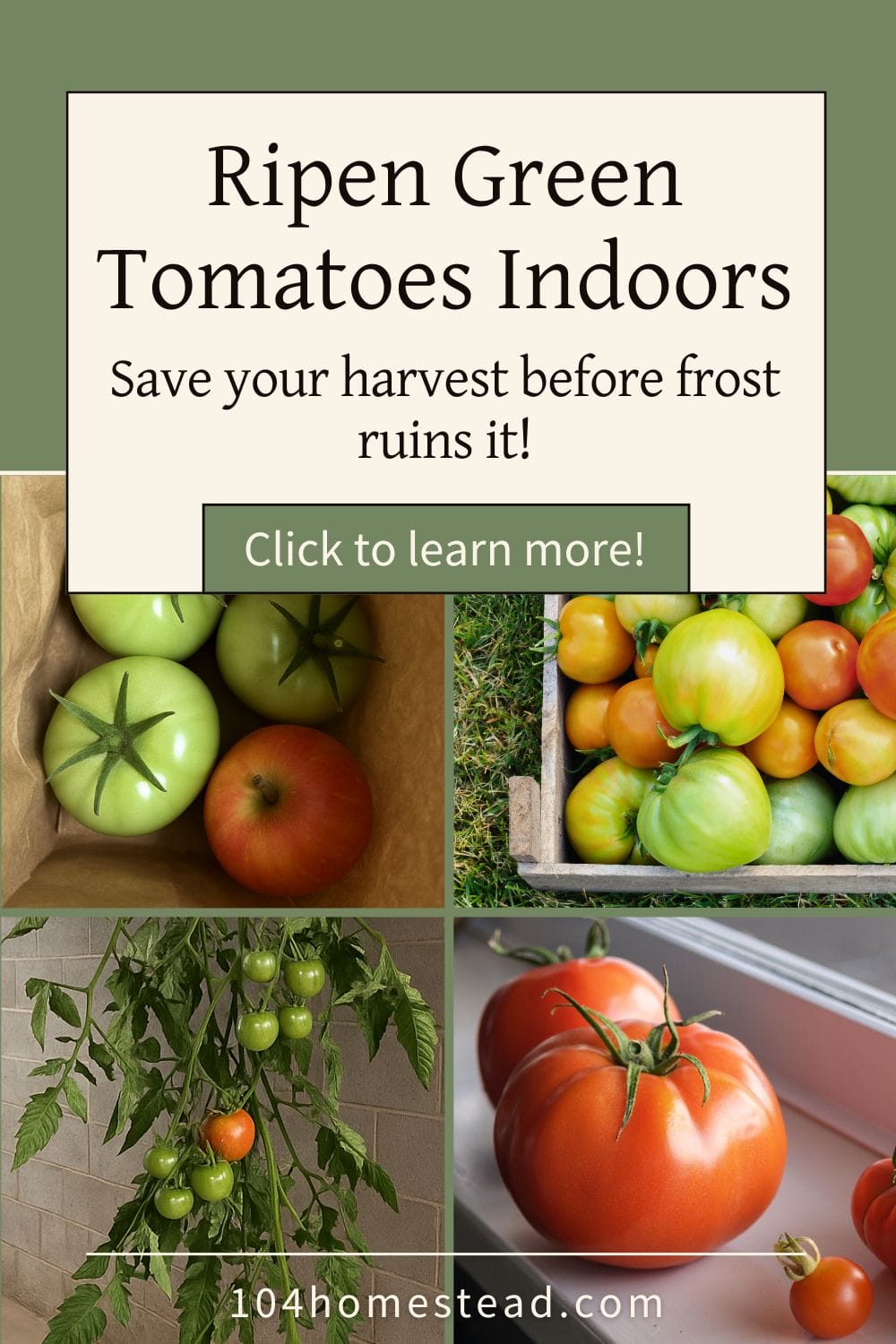 Pinterest graphic with title “Ripen Green Tomatoes Indoors: Save your harvest before frost ruins it!” showing methods like paper bag with apple, hanging a vine in a basement, and tomatoes on a windowsill.