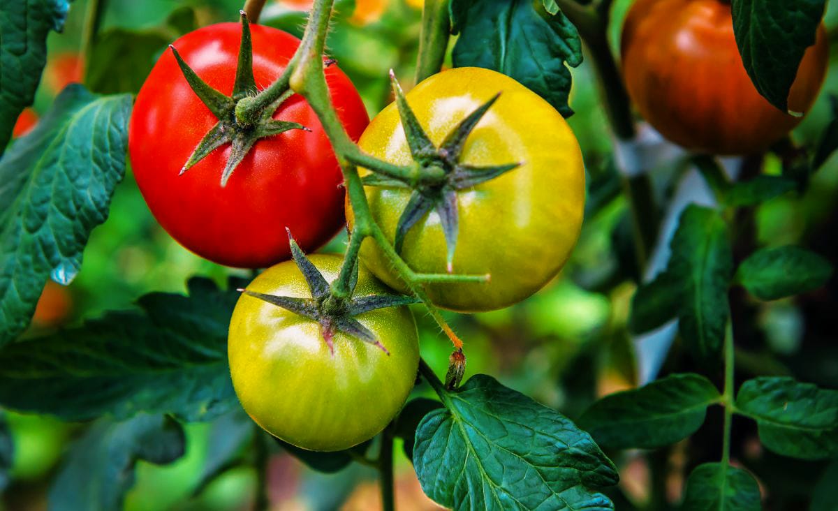 Close-up of tomatoes at different stages of ripening on the vine, showing the transition from green to red before picking to ripen indoors.