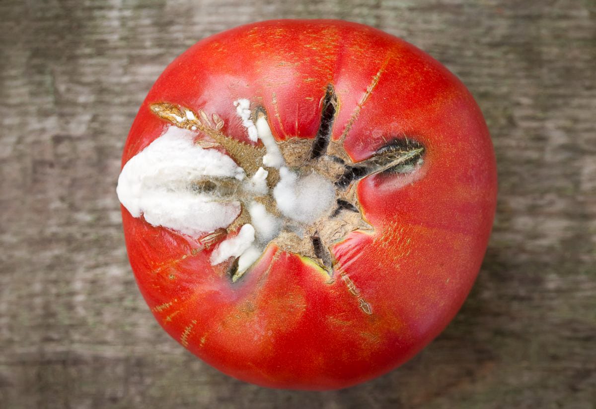 Overripe red tomato with mold and rot on the top, an example of what can happen if green tomatoes are stored improperly indoors.