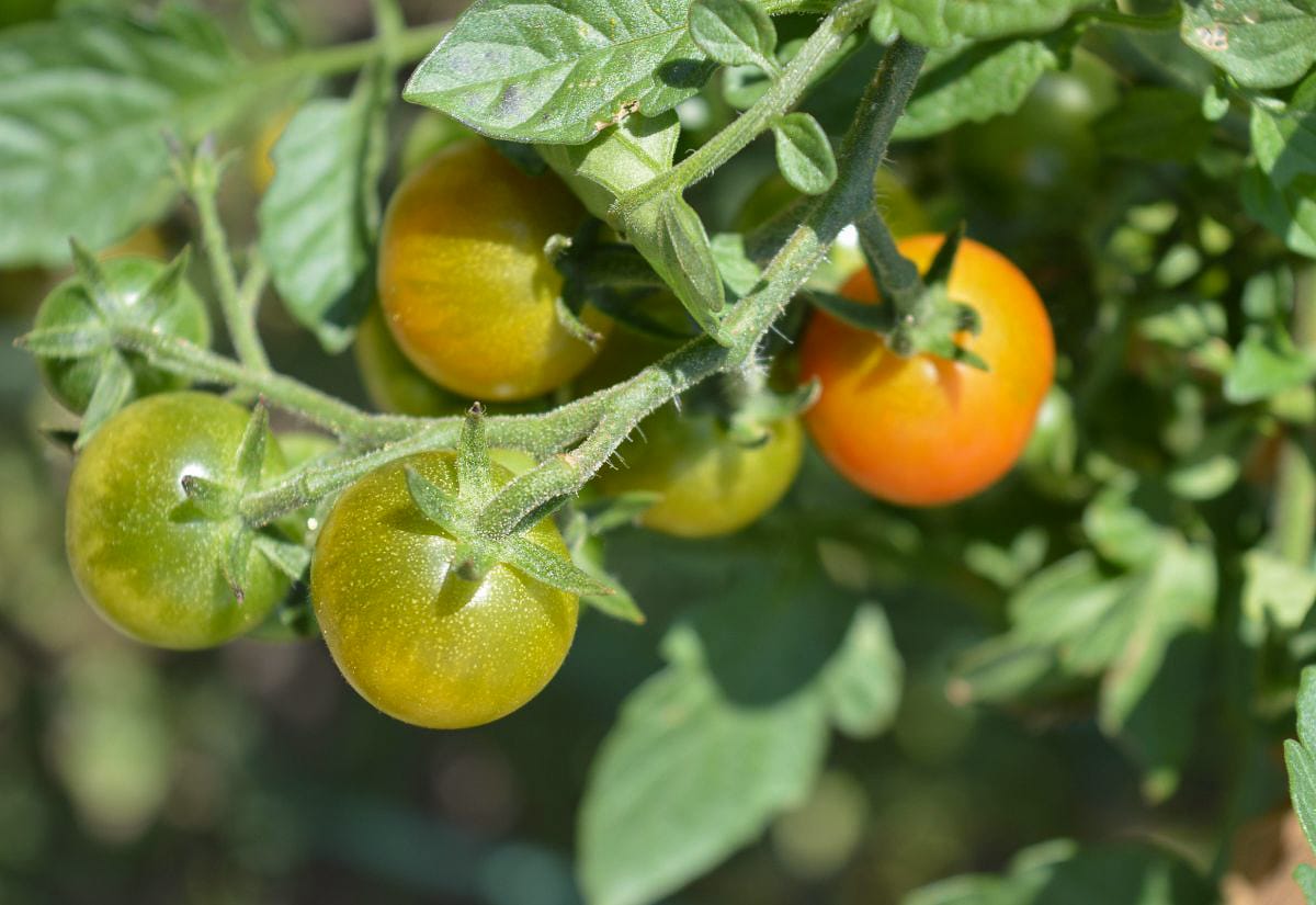 Cluster of cherry tomatoes turning from green to red on the vine, demonstrating which ones are mature enough to pick and ripen indoors.