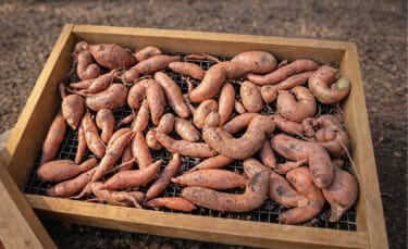 Freshly dug sweet potatoes in a wooden sifting tray, laid out to dry after harvest.