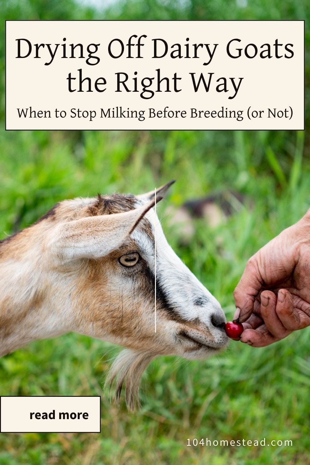 Pinterest graphic with the title “Drying Off Dairy Goats the Right Way: When to Stop Milking Before Breeding (or Not),” over a photo of a goat eating from a farmer’s hand. Focus keyword: dry off dairy goat before breeding season.