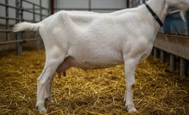 Side view of a dairy goat in a barn pen showing her udder before being dried off.