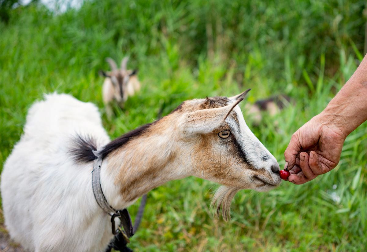 Dairy goat eating a cherry from a farmer’s hand in a grassy pasture.