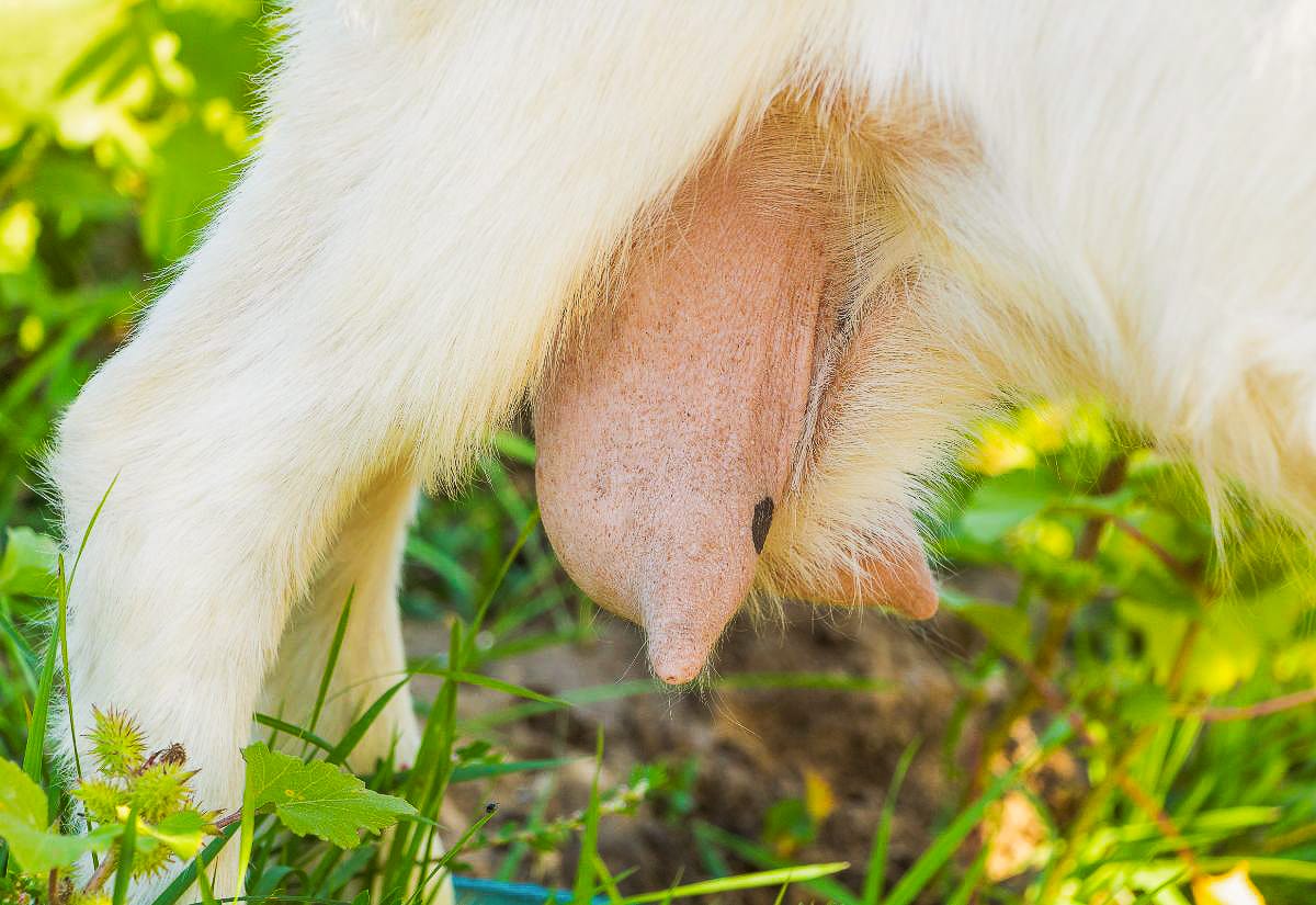 Close-up of a dairy goat’s udder in green pasture, showing what to look for when deciding to dry off a dairy goat.