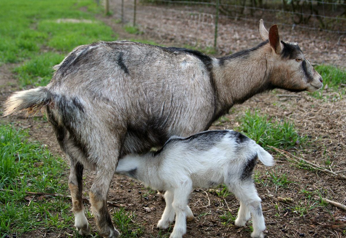 Dairy goat nursing her kid in a pasture. Demonstrates why does need a dry period before kidding and how timing the dry off before breeding season can help with body condition.
