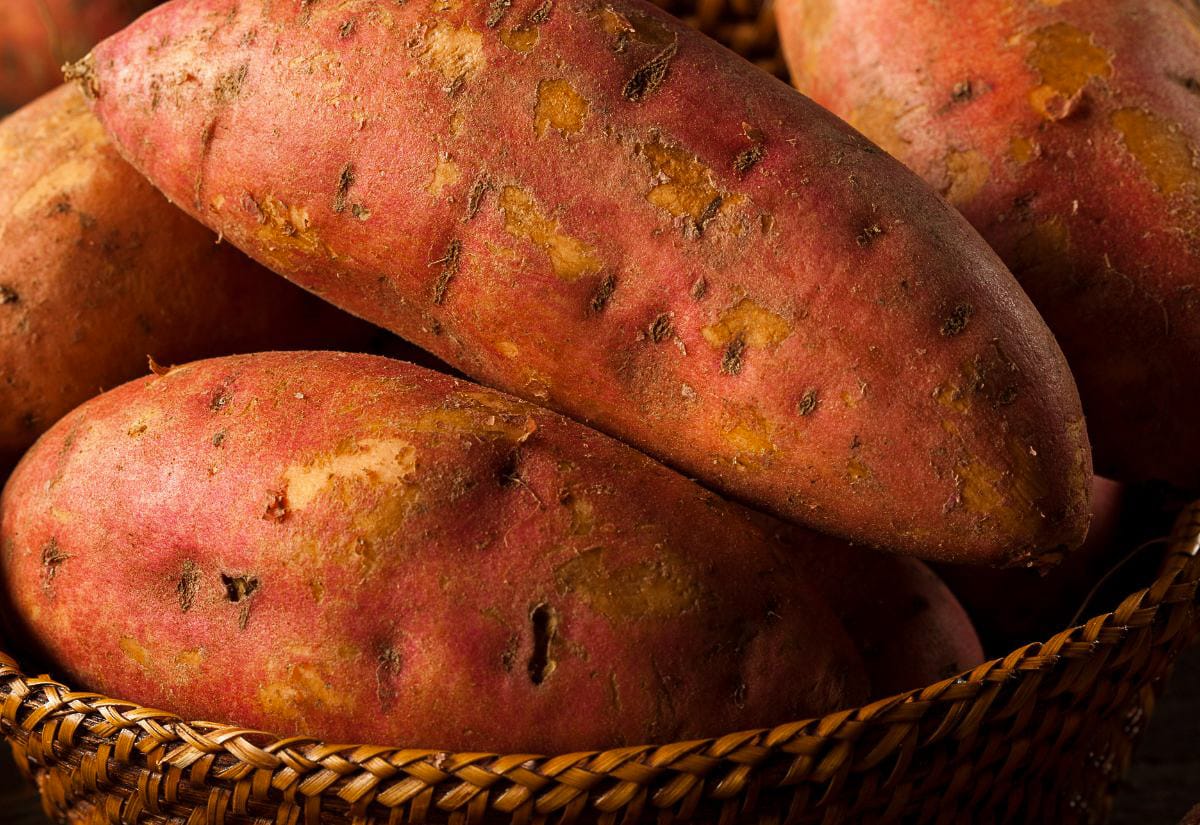Close-up of cured sweet potatoes with reddish skin and natural blemishes, nestled in a woven basket ready to cure before storage.