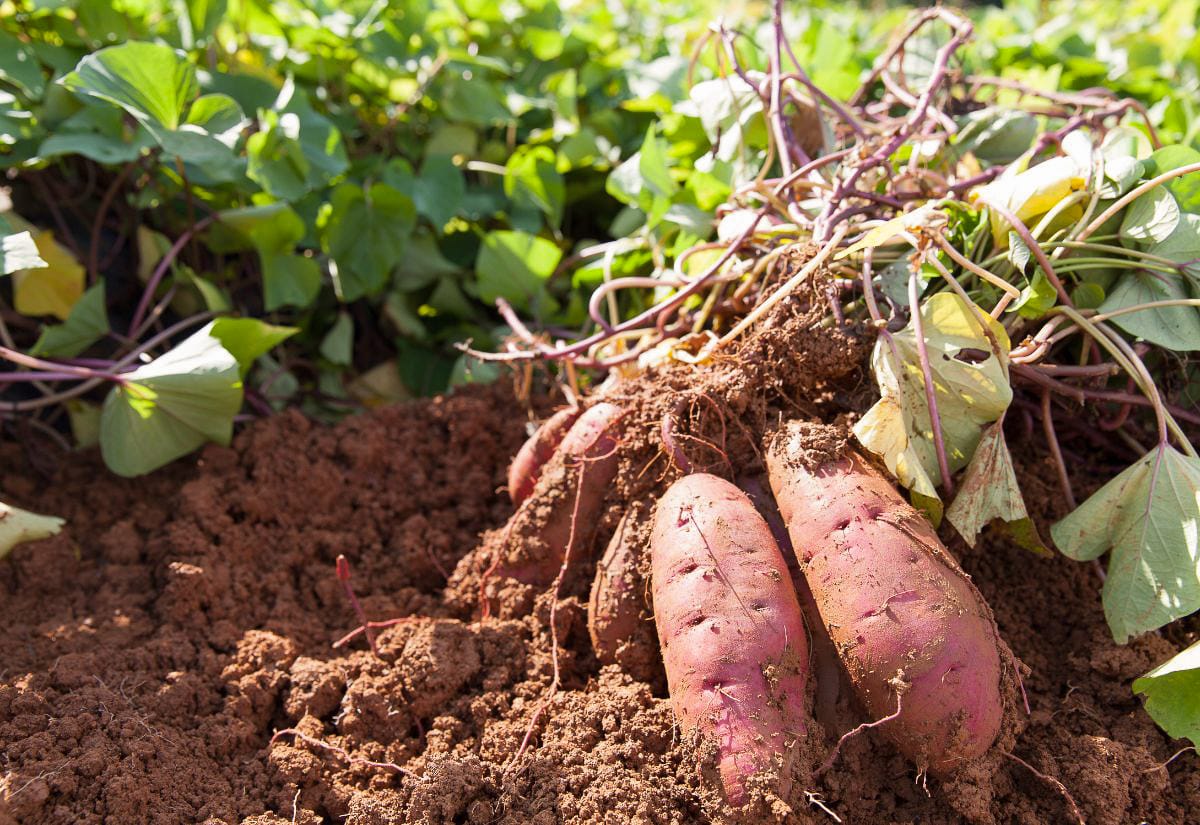 Freshly harvested sweet potatoes still attached to vines in rich brown soil, showing the harvest stage before curing begins.