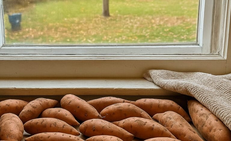 Freshly harvested sweet potatoes curing on a kitchen windowsill, arranged in a single layer on cardboard with a beige towel partly covering them, natural daylight coming through the window and autumn scenery visible outside.