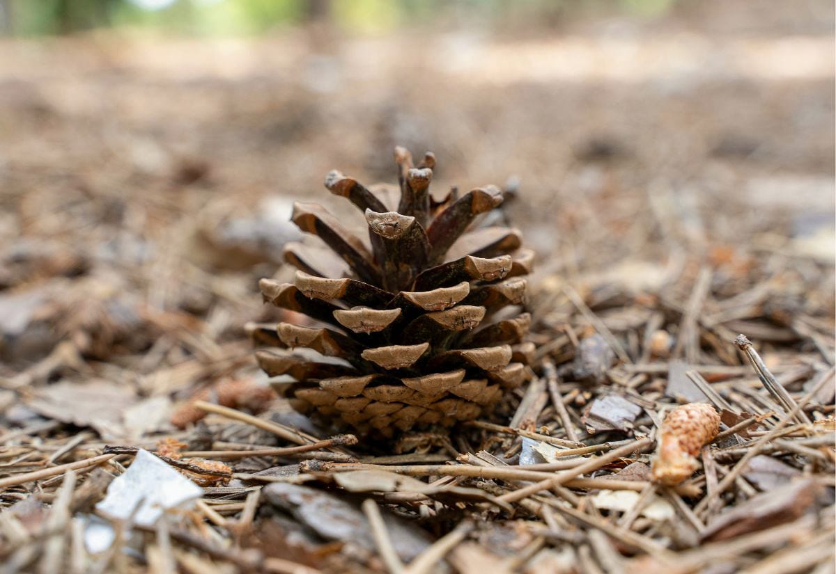 Single pine cone resting on a bed of dry needles and bark outdoors, representing natural kindling alternatives for starting fires.