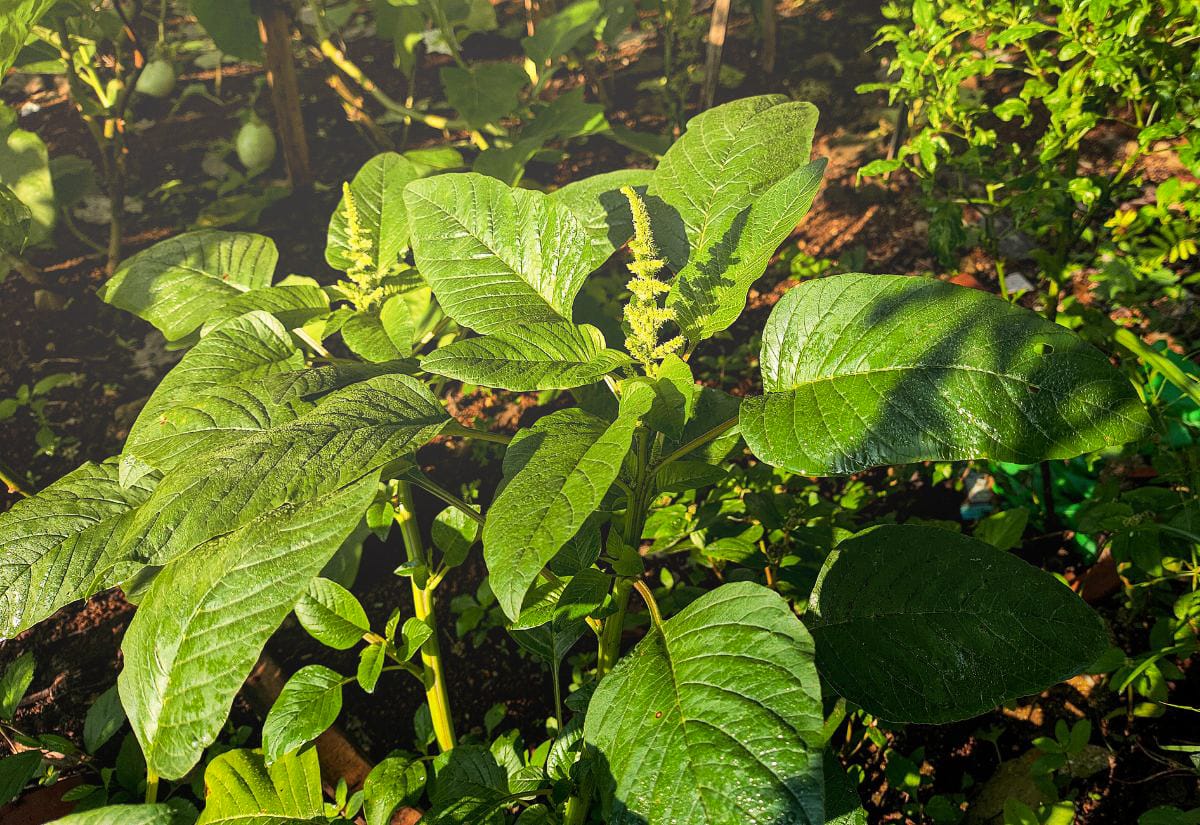 Close-up of healthy spinach plants growing in a garden bed, showing leafy greens that can benefit when wood ash is used carefully in the garden.