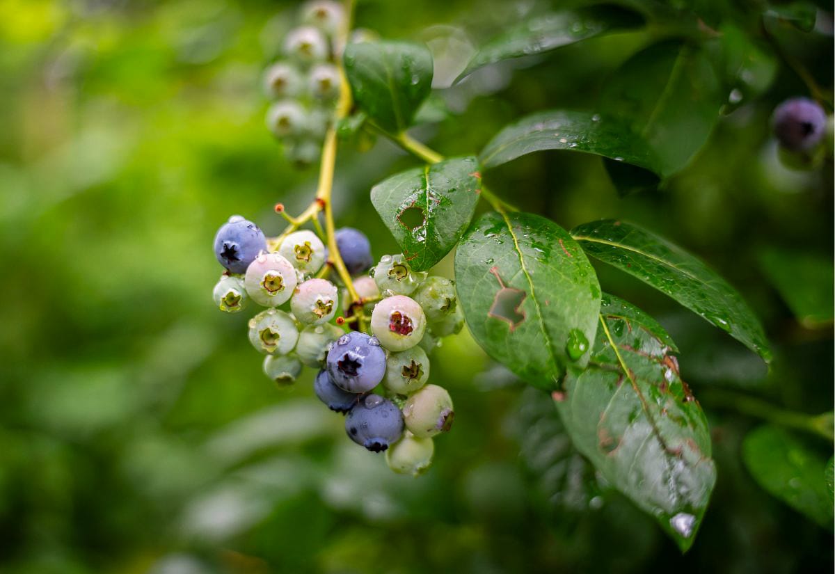 Cluster of ripening blueberries on a bush with dew on the leaves, showing another acid-loving plant that does not benefit from wood ash in the garden.