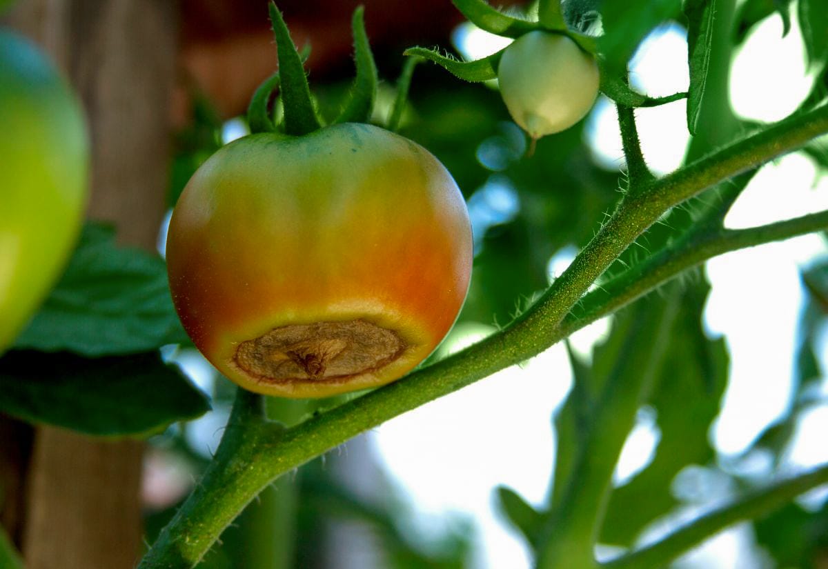 Unripe tomato on the vine with blossom end rot, a condition wood ash can help prevent by supplying calcium to the soil.