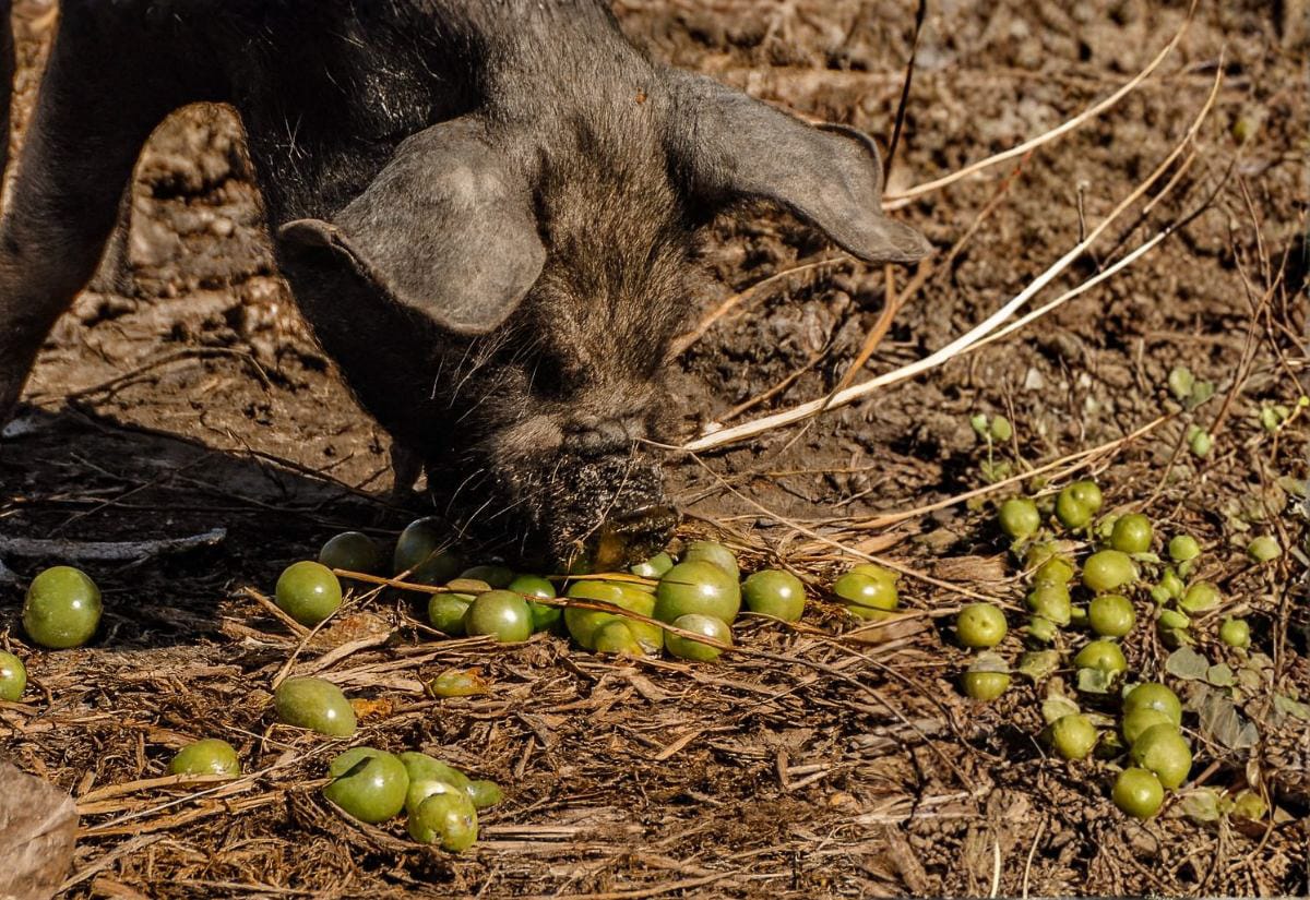 A black pig rooting through a patch of dirt while eating scattered green tomatoes on the ground, capturing a rustic farm moment.