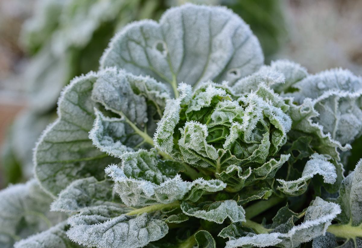 Frost-covered garden greens with icy crystals along the leaves, showing the first freeze of the season up close.