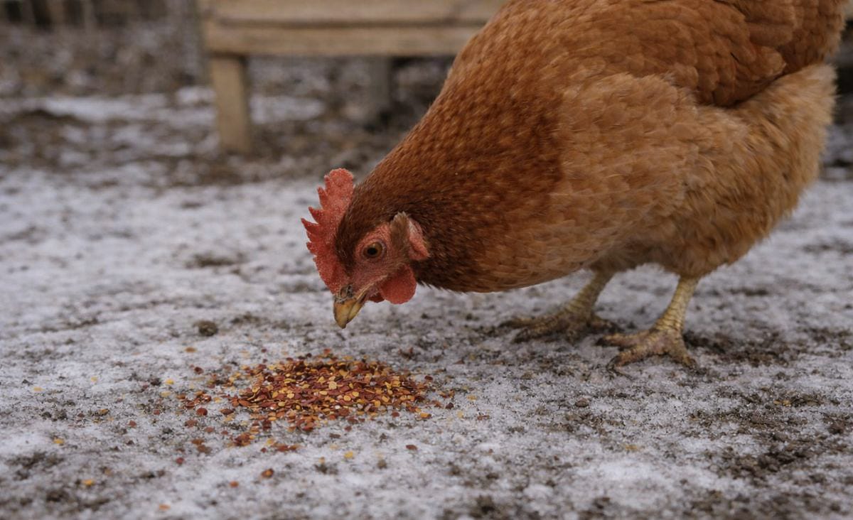 Close-up of a brown hen pecking at a small scattering of red pepper flakes on packed winter snow.