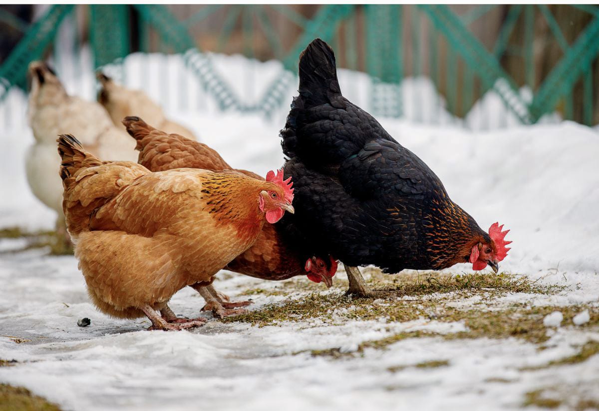 A mixed flock of chickens—tan, brown, and black—scratching and foraging on a snowy patch of ground near a green fence on a cold winter day.