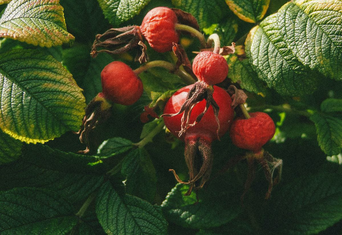 Cluster of ripe red rugosa rose hips still on the bush after the first frost, framed by textured green leaves and soft fall sunlight — showing what foraged hips look like before making jelly.