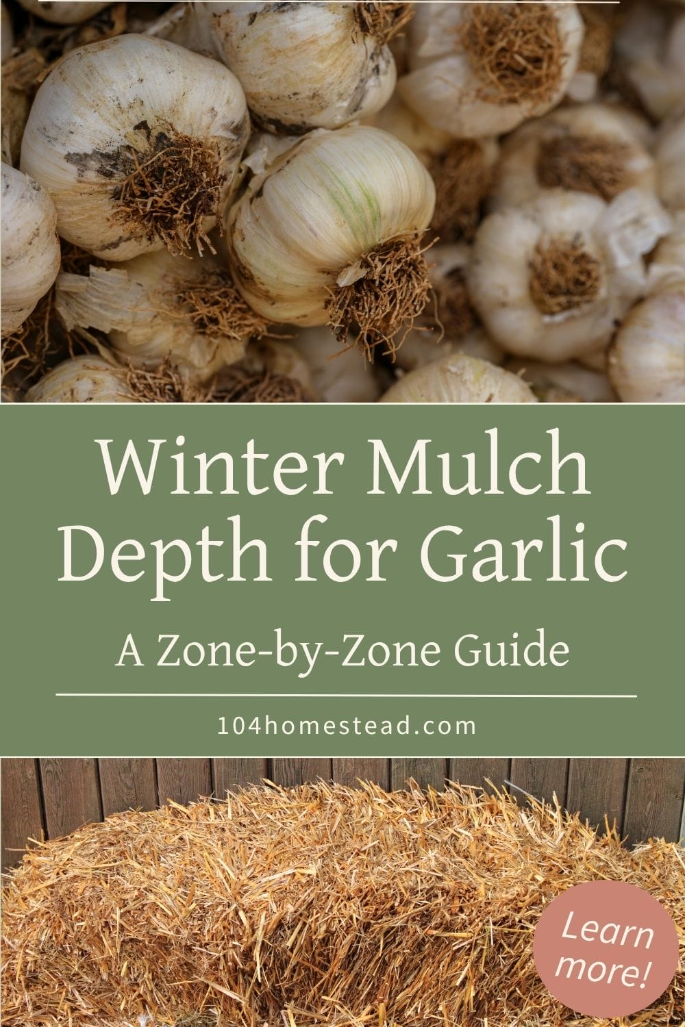 Close-up of freshly harvested garlic bulbs with dried roots and soil still clinging to the outer layers, showing natural texture and color variation.