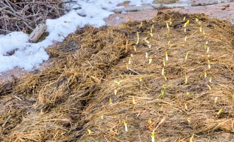 Winter Mulch Depth for Garlic: How I Protect My Beds in Cold Climates