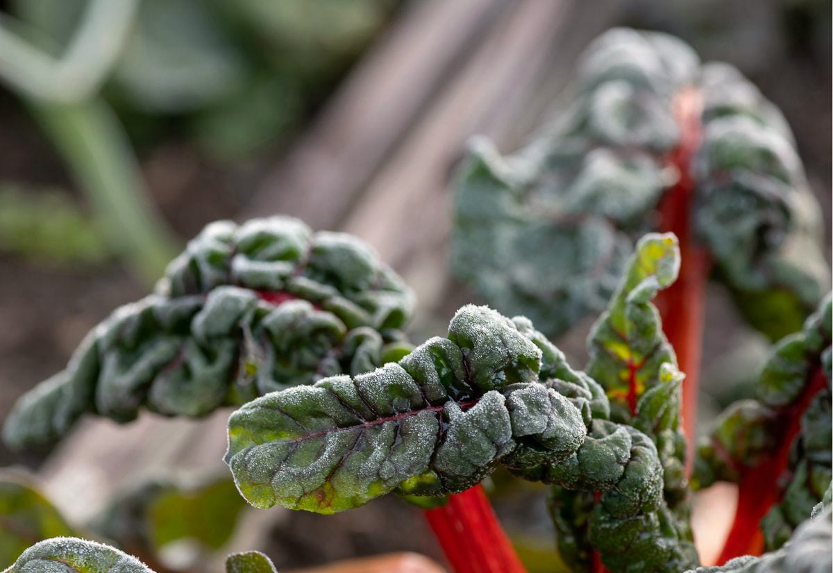 Frost-covered Swiss chard leaves in the garden, with icy crystals outlining the dark green, wrinkled foliage and red stems on a cold morning.