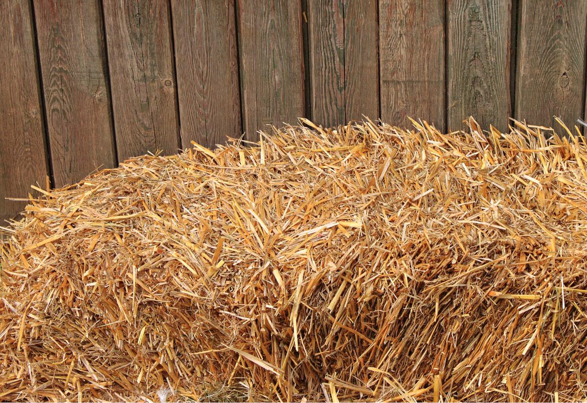 Golden straw piled high against a weathered wooden fence, showing the texture and color of dry mulch material used for insulating garden beds.