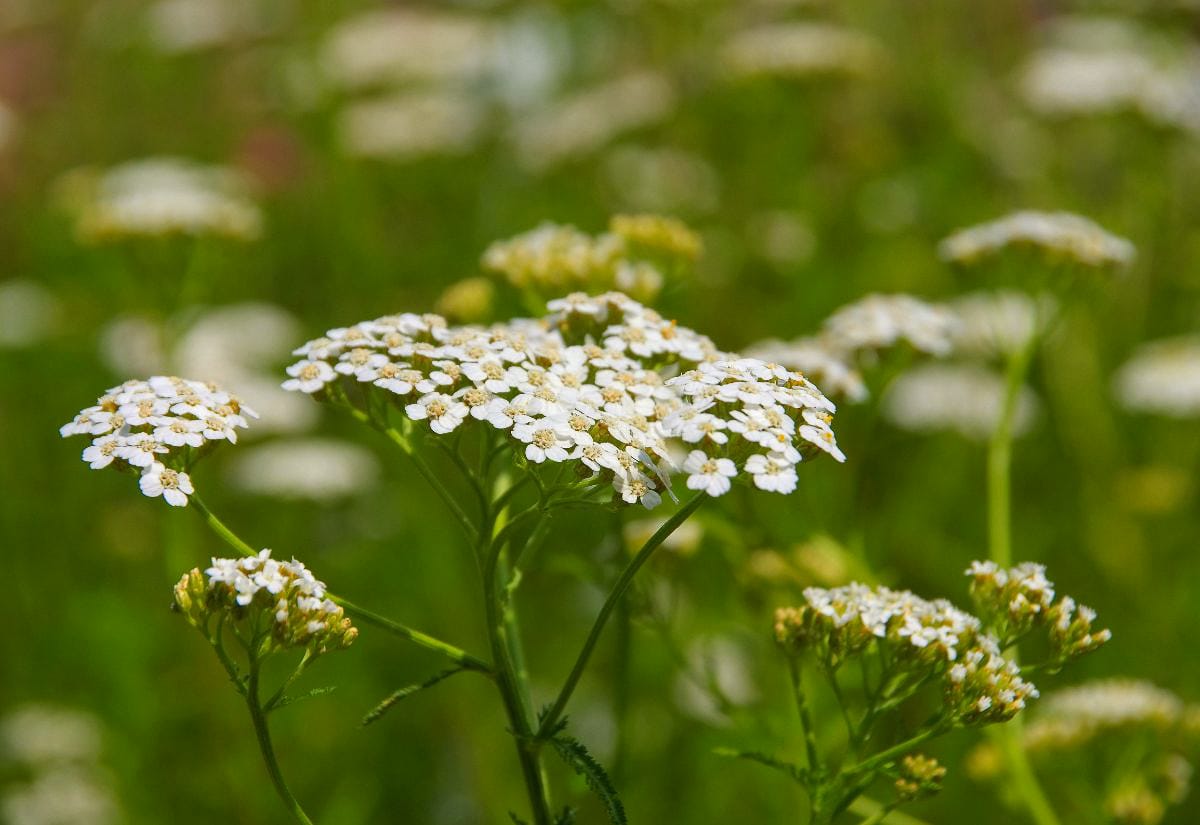 White yarrow flowers blooming in a green field, showing the plant growing naturally before harvest for herbal remedies.