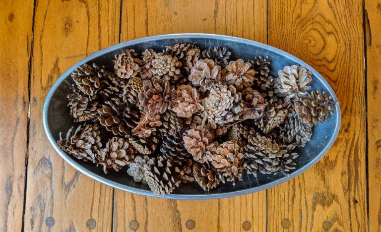 Oval metal bowl filled with assorted pinecones sitting on a wooden table, showing a mix of sizes and colors from freshly gathered cones.