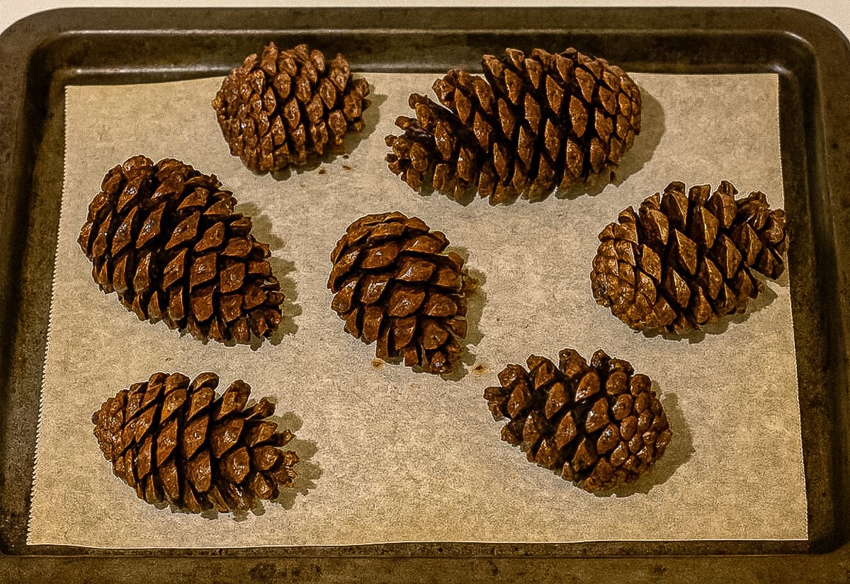 Seven pinecones arranged on a parchment-lined baking sheet, freshly dried after simmering, showing their glossy, fully opened scales.