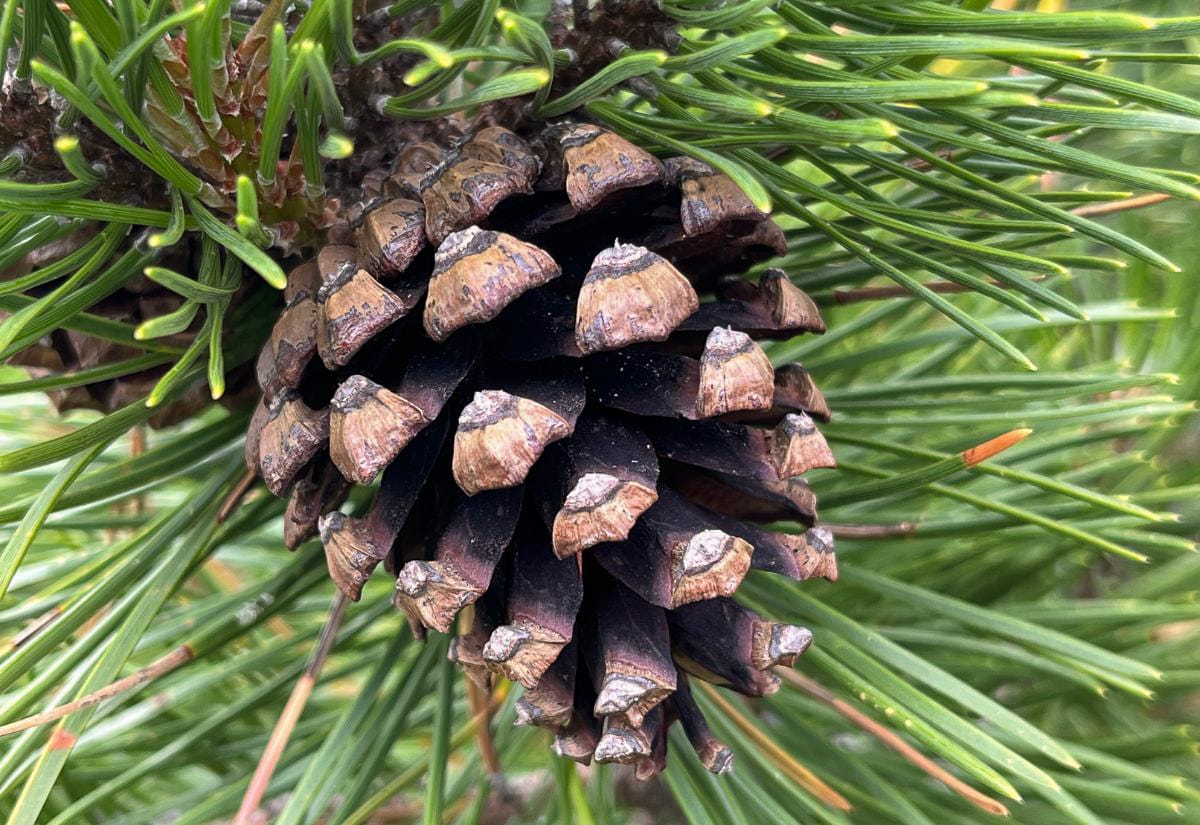 Close-up of a mature pinecone hanging from a green pine branch, showing detailed scales, fresh needles, and natural outdoor lighting.