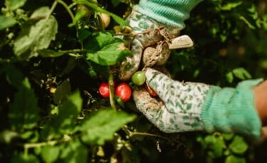 Close-up of garden gloves reaching into a dense tomato plant, holding ripening red and green tomatoes surrounded by thick green leaves.