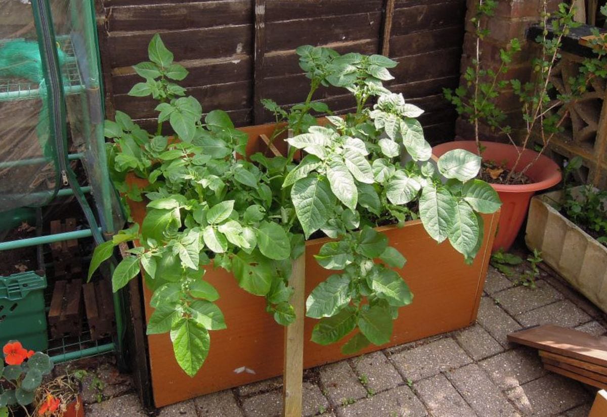 Simple plastic planter boxes filled with leafy green vegetable plants growing in a small backyard or patio space, showing a manageable, beginner-friendly garden setup.