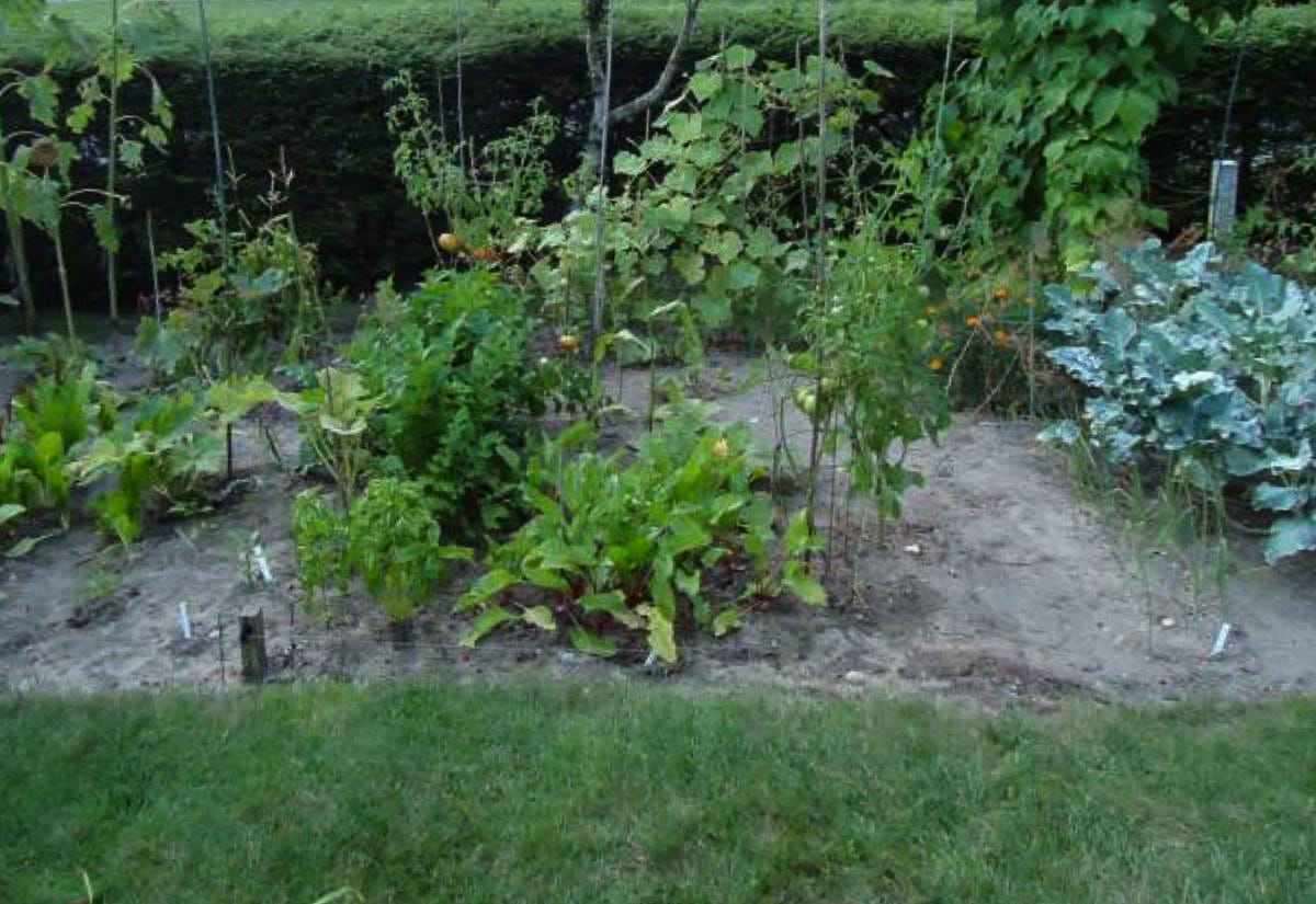 In-ground vegetable garden with mixed crops growing unevenly in rows, showing a realistic first garden with varied plant sizes and spacing.