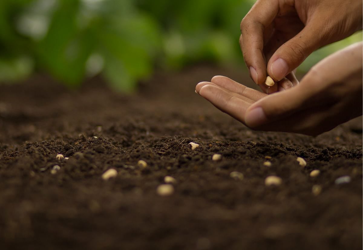 Hands gently placing seeds into dark garden soil, capturing the early step of planting and the start of a garden from scratch.