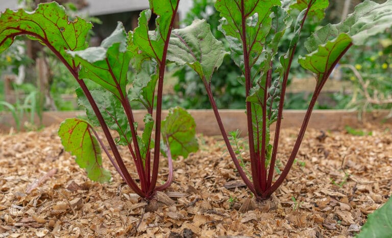 Healthy beet plants with red stems growing in a Back to Eden garden bed mulched with wood chips, showing established growth despite heavy mulch.
