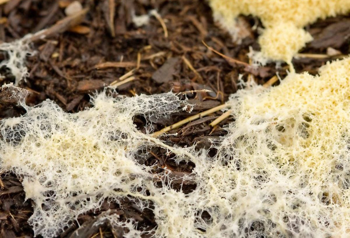 White fungal growth spreading through decomposing wood chips in a Back to Eden garden bed, a normal sign of active soil biology.