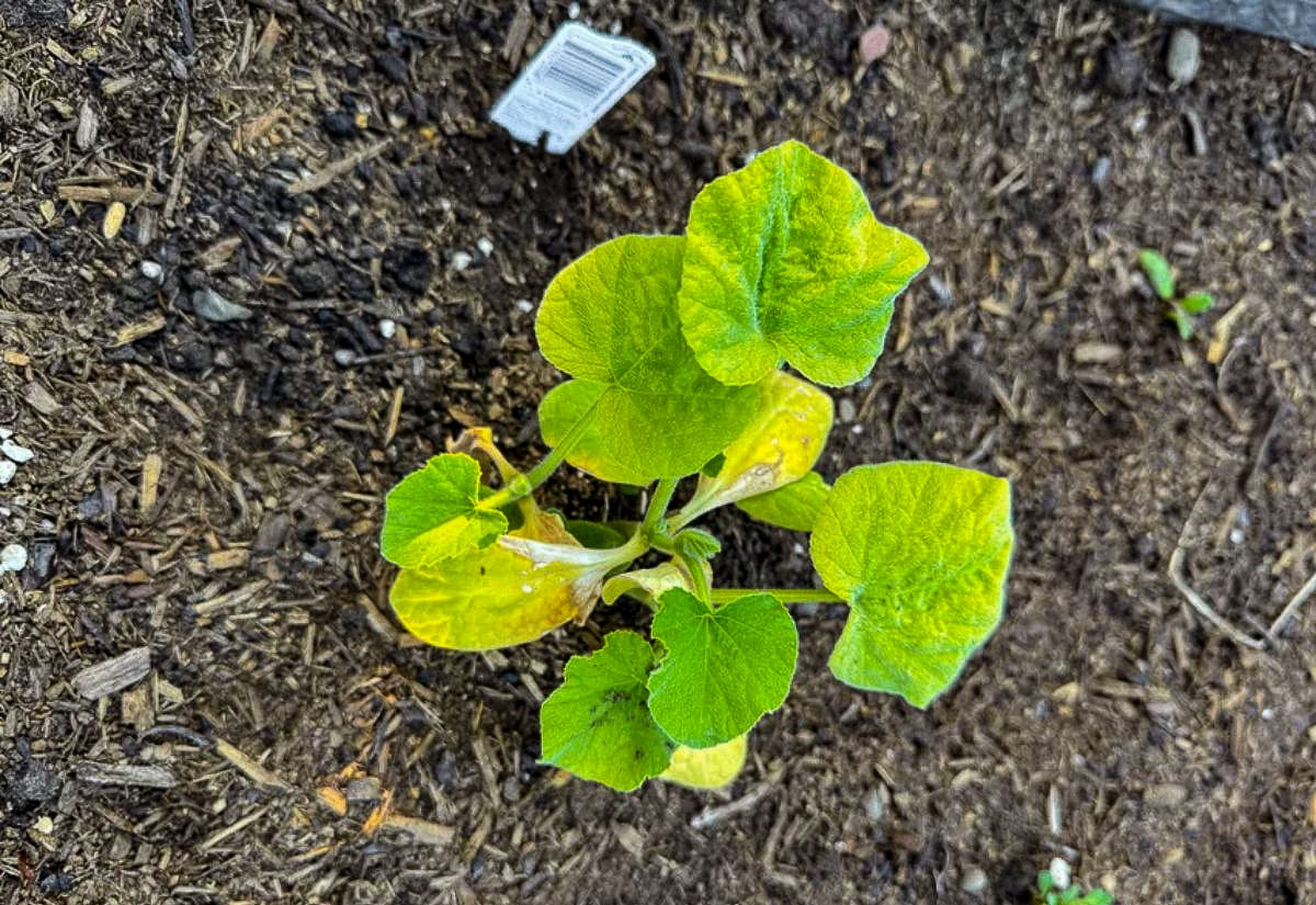 Young garden plant with yellowing leaves growing in wood chip mulch, showing early stress often seen during the transition phase of Back to Eden gardening.