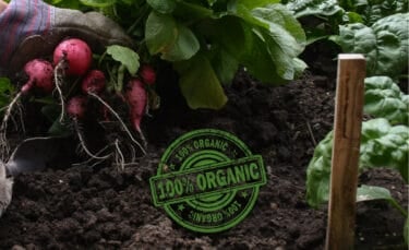 Gloved hand pulling fresh radishes from rich garden soil, with leafy greens still attached and loose dirt clinging to the roots.