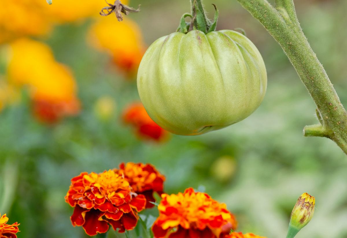 Unripe green tomato growing on the vine alongside bright orange marigold flowers, illustrating companion planting in an organic garden.