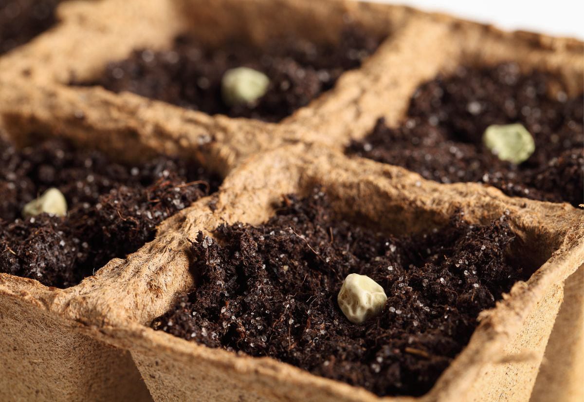 Seed starting tray filled with dark potting mix and newly planted seeds, ready for germination in an early-stage vegetable garden.