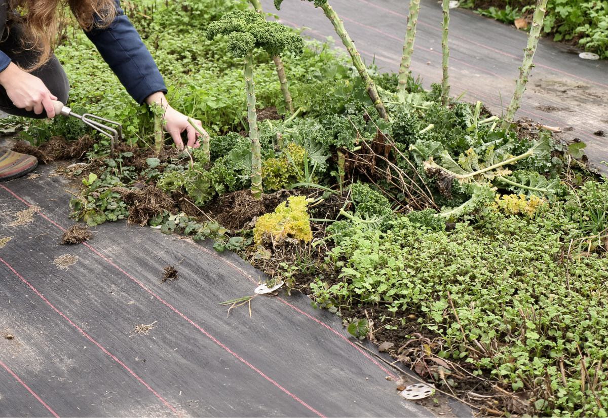 Gardener using a hand tool to weed around kale plants in a garden bed covered with landscape fabric, showing hands-on organic garden maintenance.