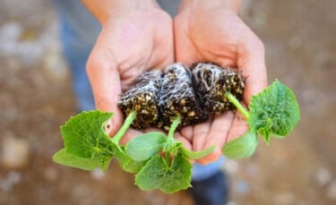 Close-up of hands holding soil blocks with newly sprouted seedlings, roots visible and ready for transplanting.