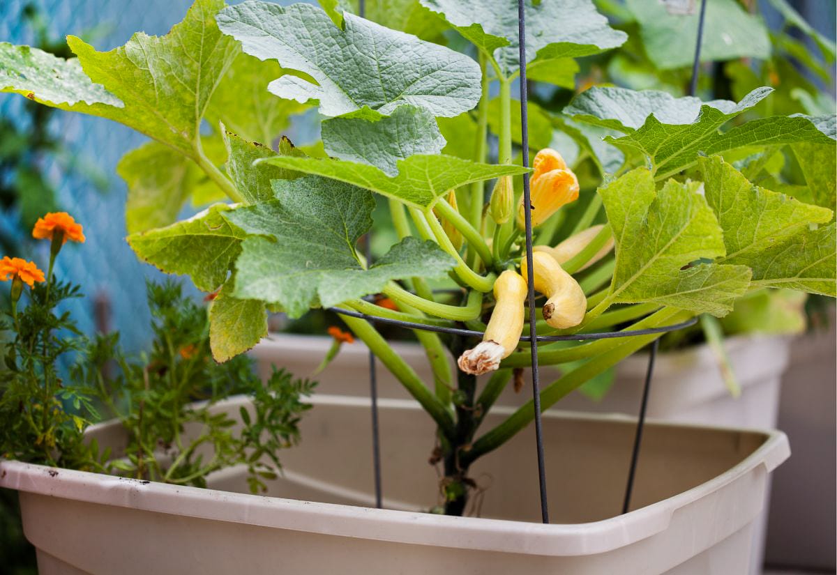 Squash plant growing in a large container with a simple trellis, showing how food can be grown in small or nontraditional spaces.