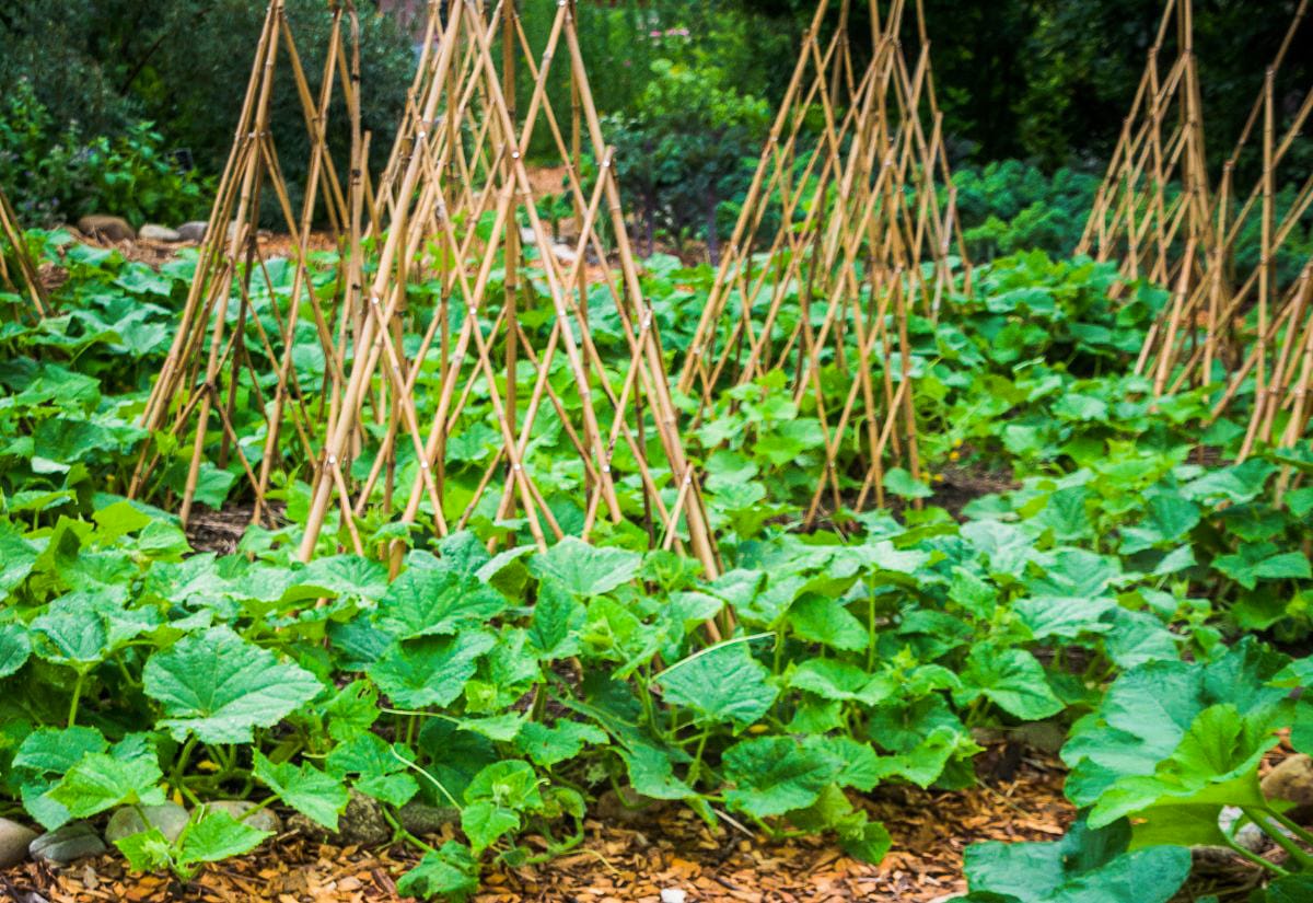 Vegetable garden bed with vining plants growing on simple bamboo trellises, demonstrating low-cost garden supports.