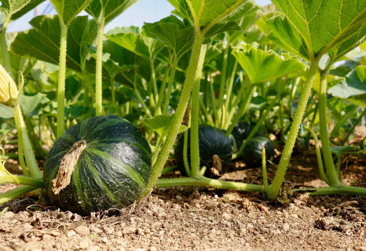 Squash plants growing directly in the ground with developing fruit, showing a productive garden without raised beds or fancy materials.