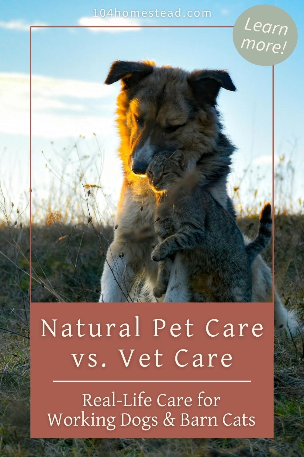 Border collie sitting in a field at sunset with a barn cat in its arms, warm golden light highlighting the bond between working dog and farm cat.