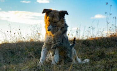 Farm dog gently holding a gray barn cat while sitting in tall grass at sunset, illustrating companionship between working animals on a homestead.