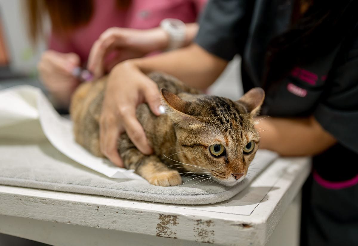 Tabby barn cat being gently examined on a veterinary table, hands holding the cat steady during a health check.