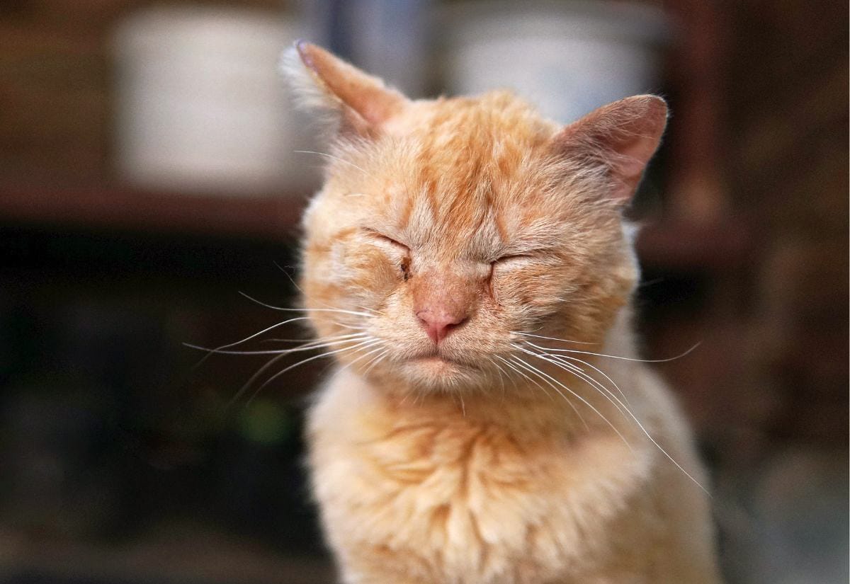 Close-up of an orange barn cat with eyes closed and a small discharge near one eye, showing signs of mild illness.