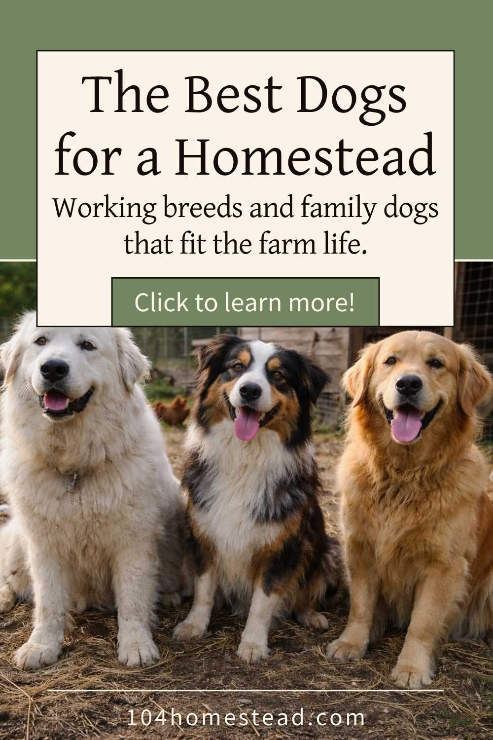 Great Pyrenees, Australian Shepherd, and Golden Retriever sitting together in a small farmyard with chickens and a wooden coop in the background, showing three dog breeds commonly used on homesteads.